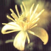 IL FLOWERMASSAGE©